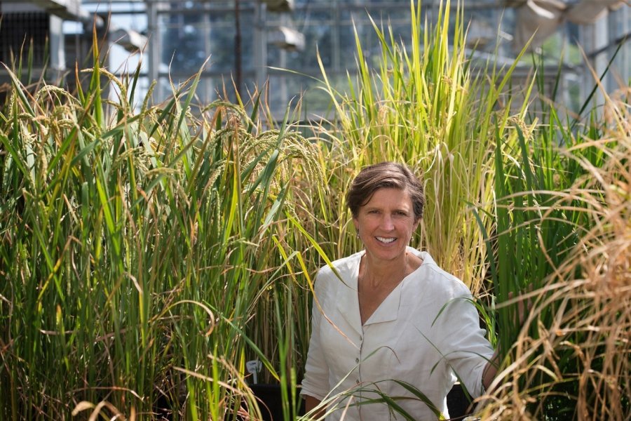 Pamela Ronald, la principal defensora de la agricultura sostenible